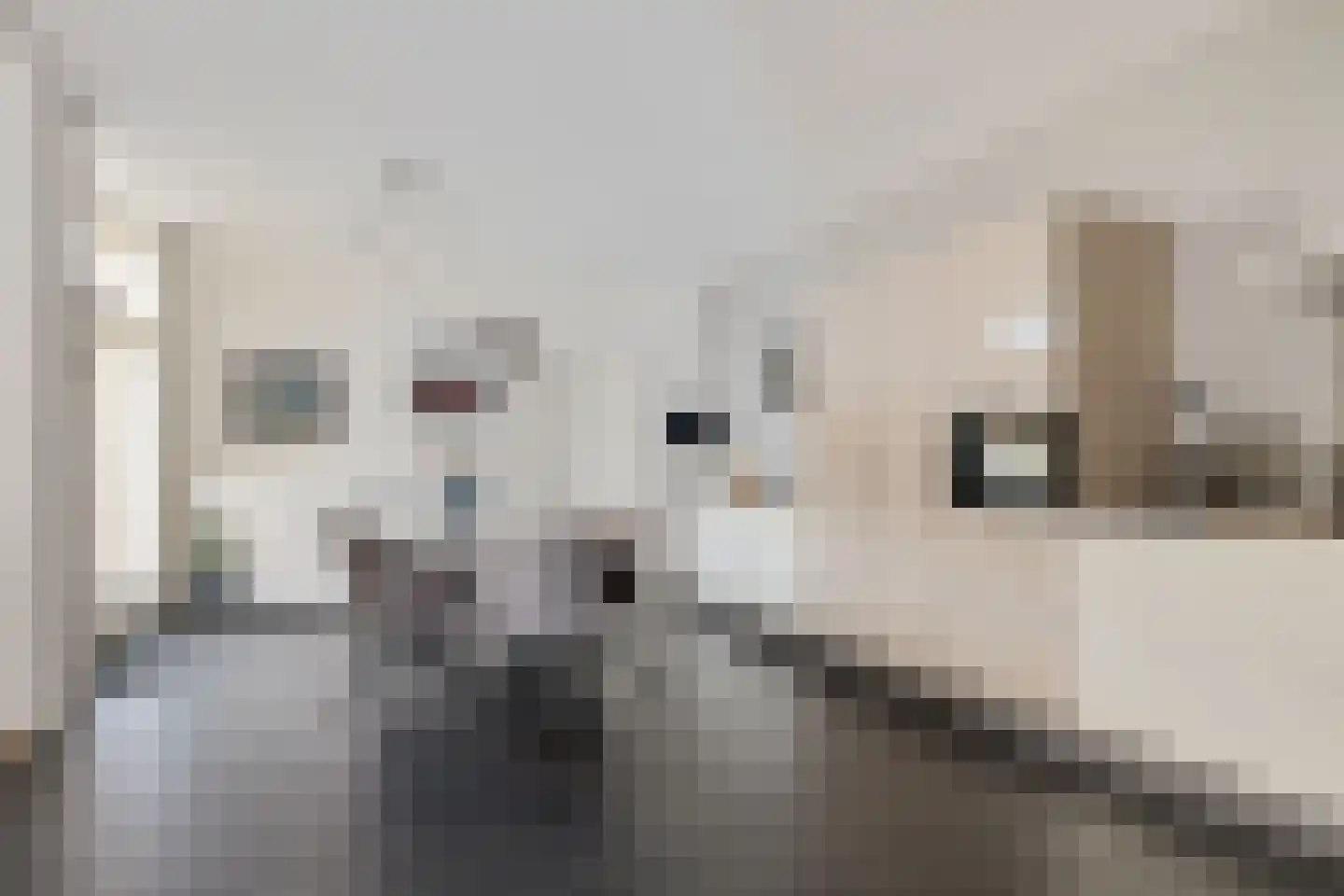 Graskers 5 Eindhoven thumbnail 12