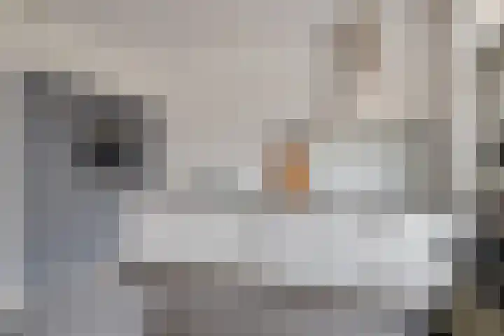 Grasklokje 17 Eindhoven thumbnail 16