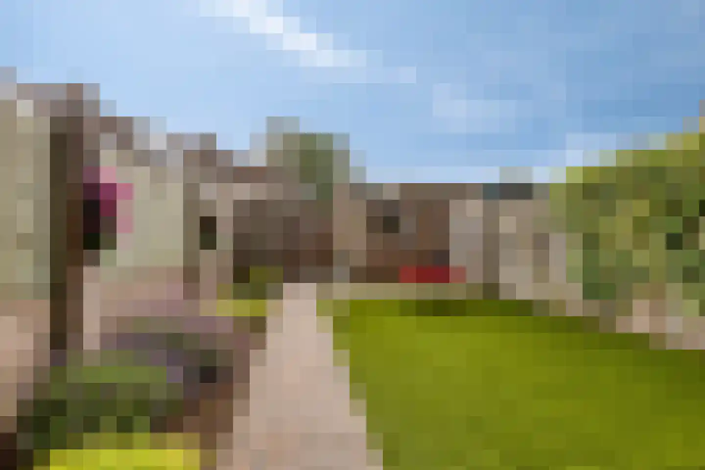 Grasklokje 63 Best thumbnail 35