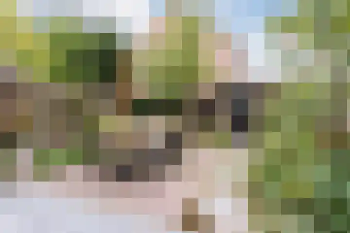 Grasklokje 7 Best thumbnail 33