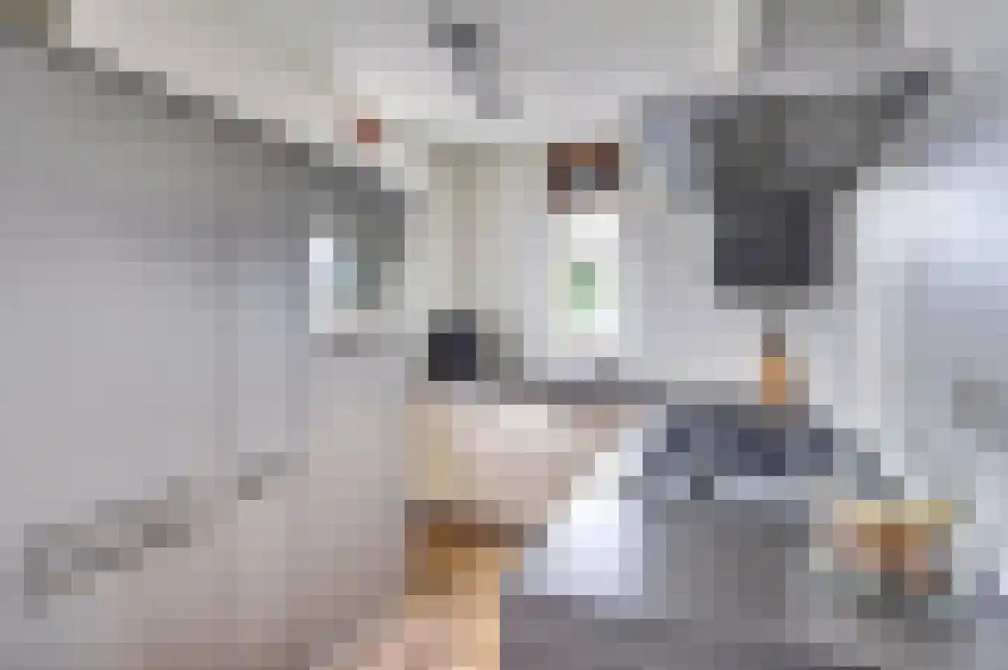 Grasklokje 72 Best thumbnail 15
