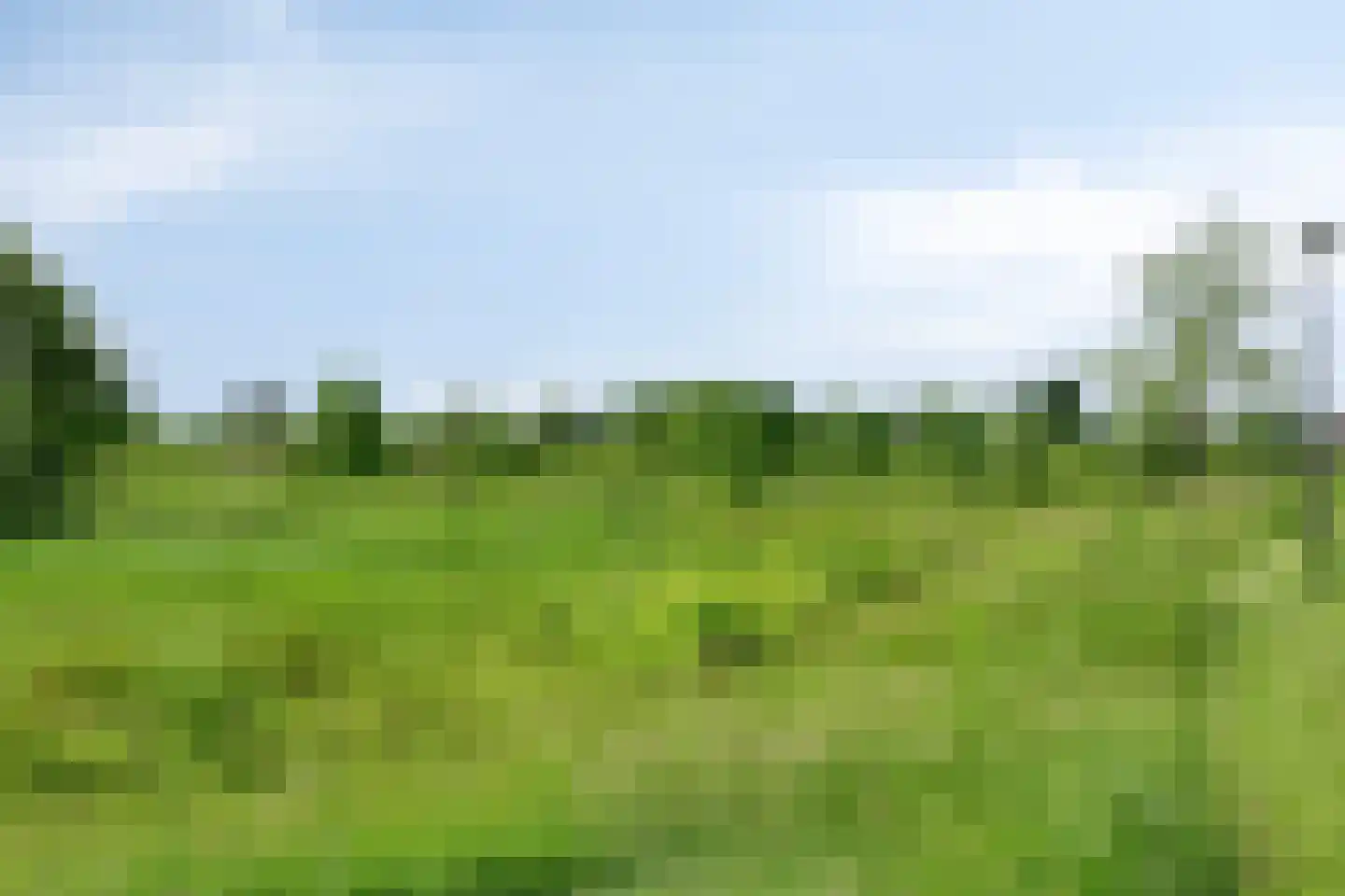 Grasklokje 8 Herveld thumbnail 56