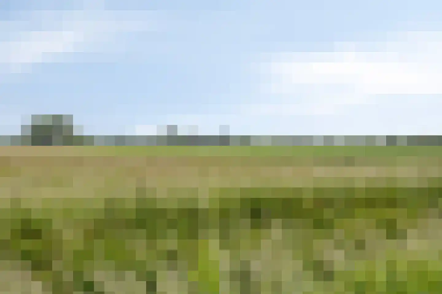 Grasklokje 8 Herveld thumbnail 57