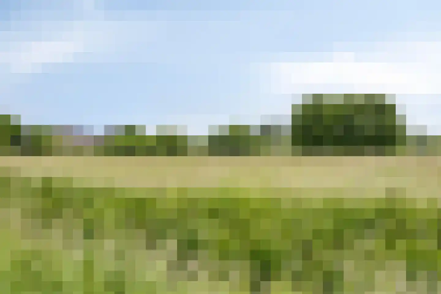 Grasklokje 8 Herveld thumbnail 58
