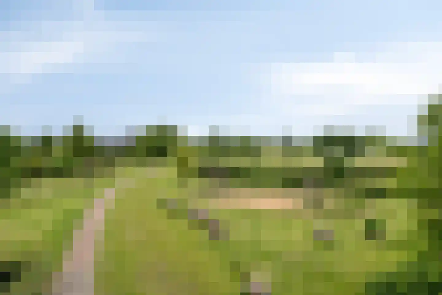 Grasklokje 8 Herveld thumbnail 60