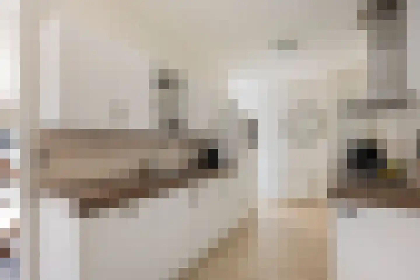 Graslelie 11 Eindhoven thumbnail 11