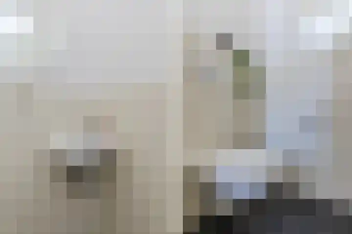 Graslelie 3 Eindhoven thumbnail 15
