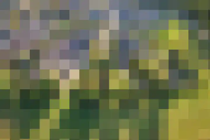 Grasmeent 87 Almere thumbnail 48