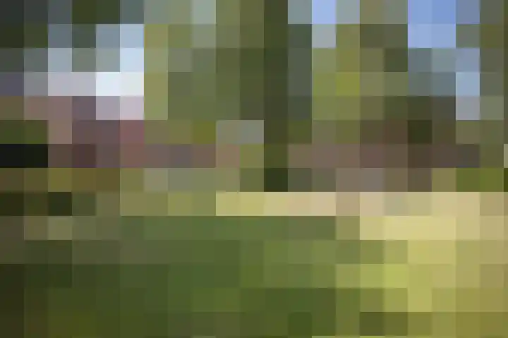 Grasparkiet 16 Eindhoven thumbnail 38