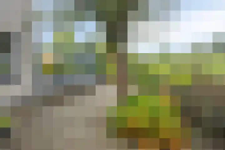 Graspieper 20 IJsselmuiden thumbnail 31