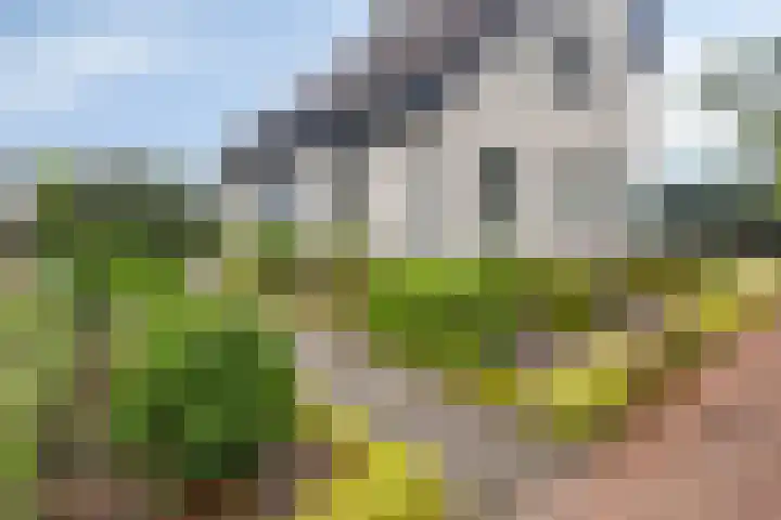 Graspieper 20 IJsselmuiden thumbnail 35
