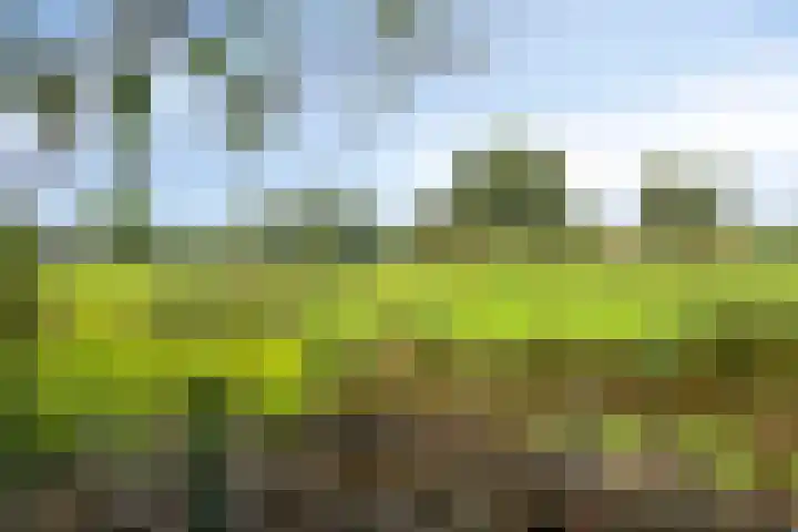 Graspieper 20 IJsselmuiden thumbnail 37