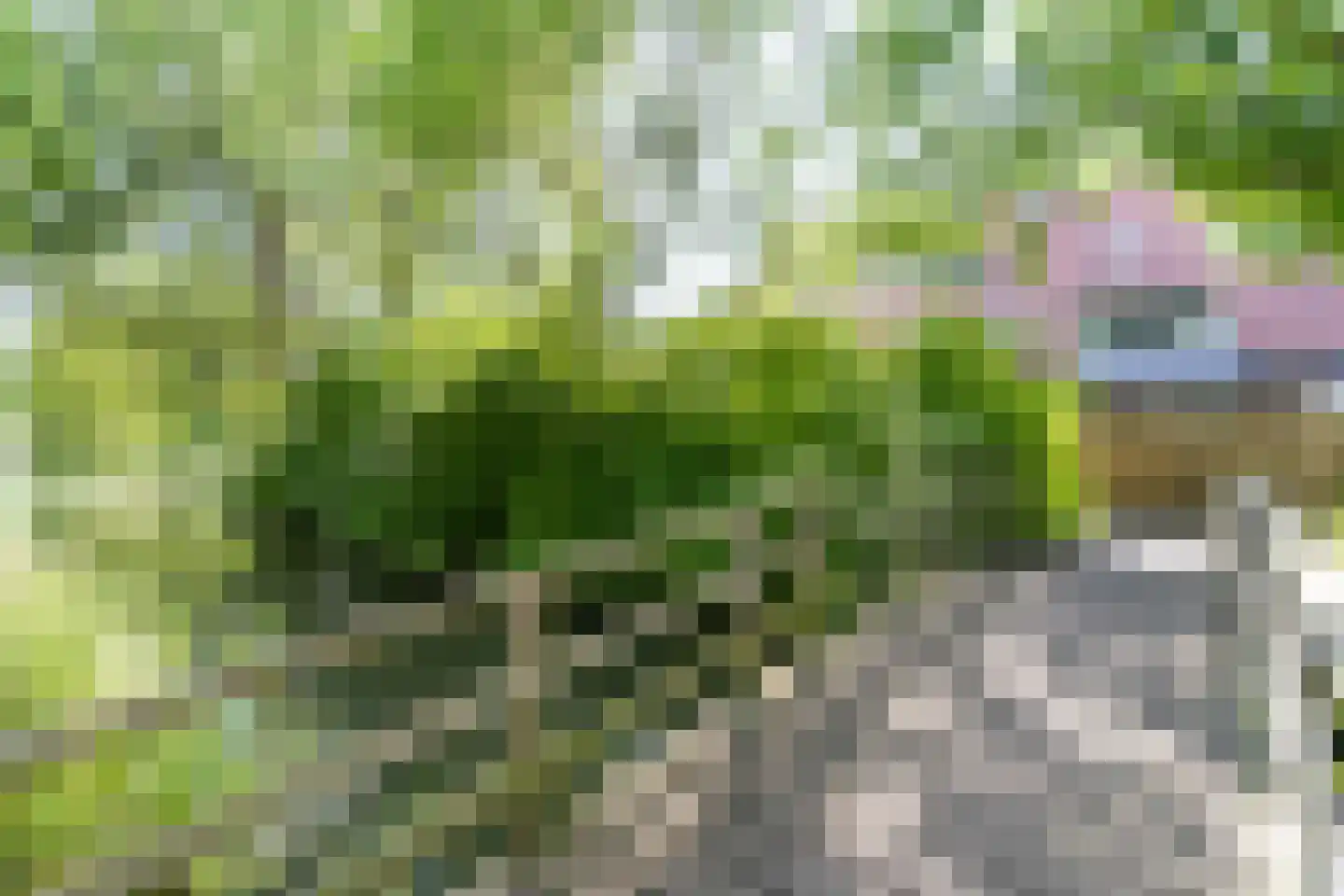 Graspieper 20 Nieuwegein thumbnail 32