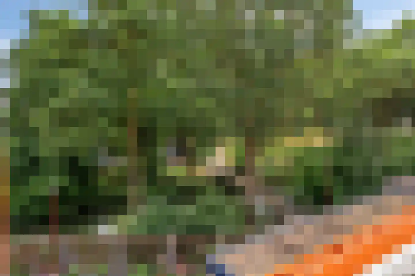 Graspieper 42 Nieuwegein thumbnail 17