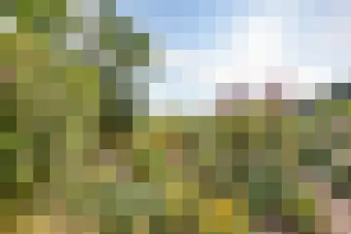 Graspieper 62 IJsselmuiden thumbnail 4