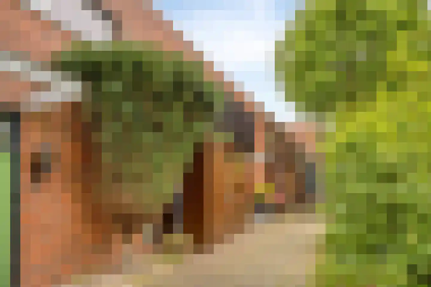 Graspieper 65 Eindhoven thumbnail 32