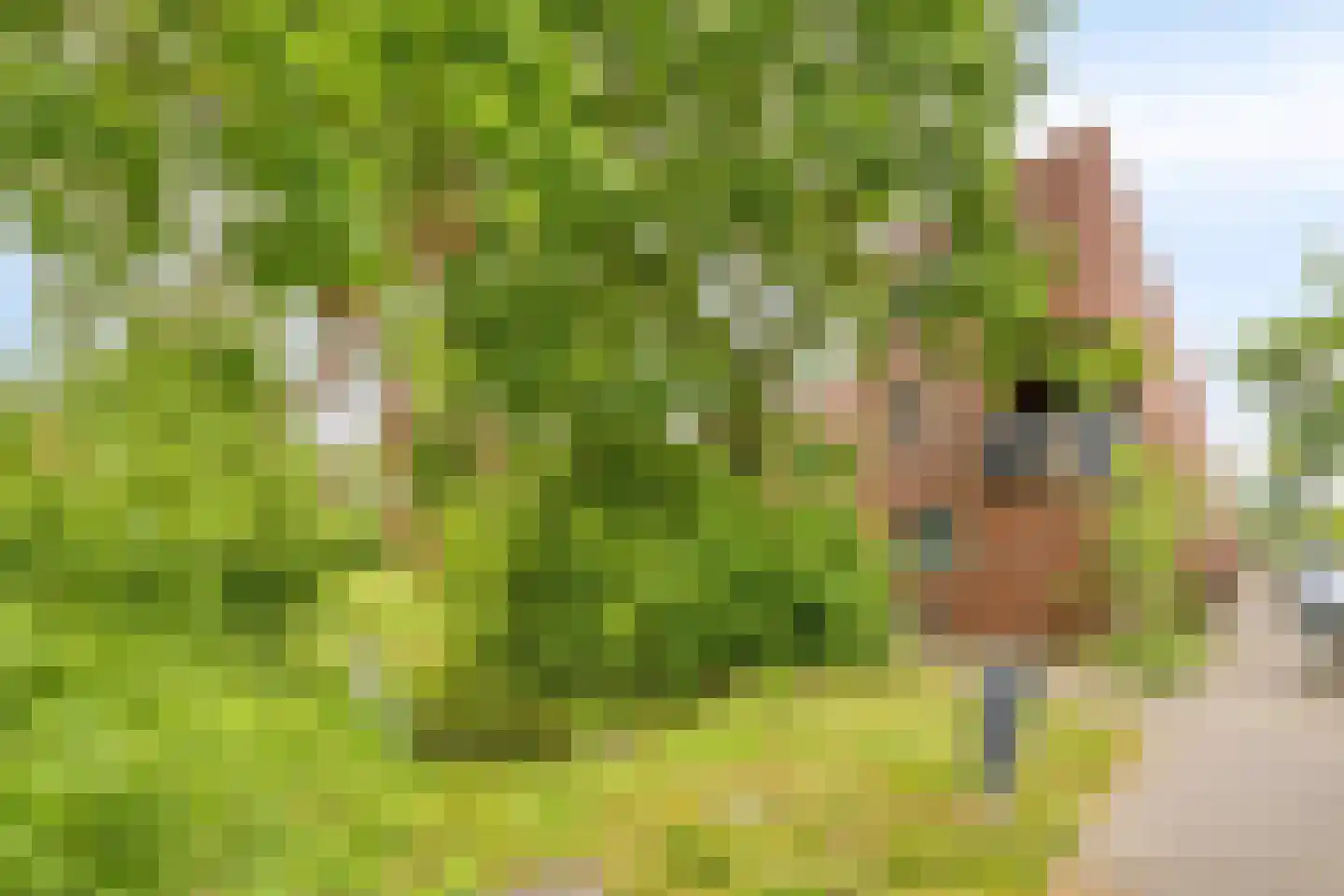 Graspieper 65 Eindhoven thumbnail 34