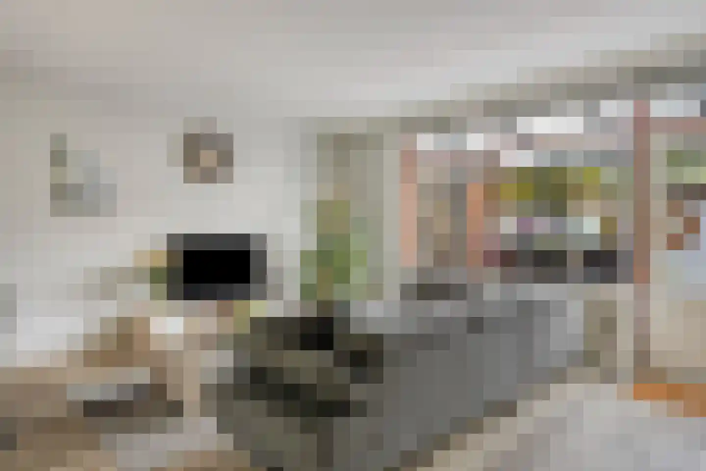 Graspieper 65 Eindhoven thumbnail 8