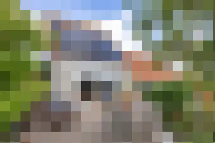 Graspieper 7 Lemmer thumbnail 40