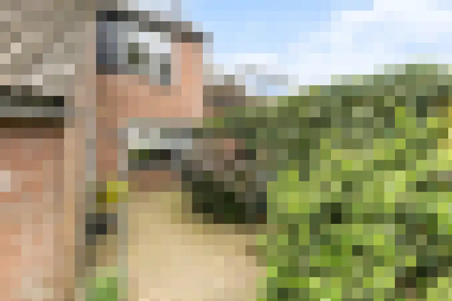 Graspieper 9 Maartensdijk thumbnail 7