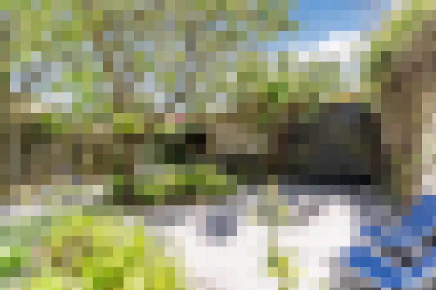 Grasplant 46 Eindhoven thumbnail 39
