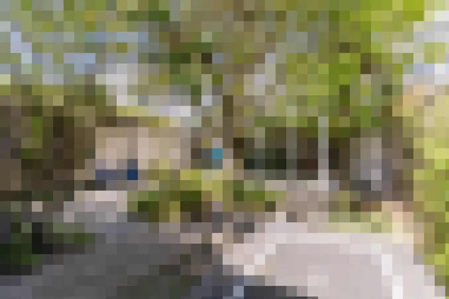 Grasplant 46 Eindhoven thumbnail 40