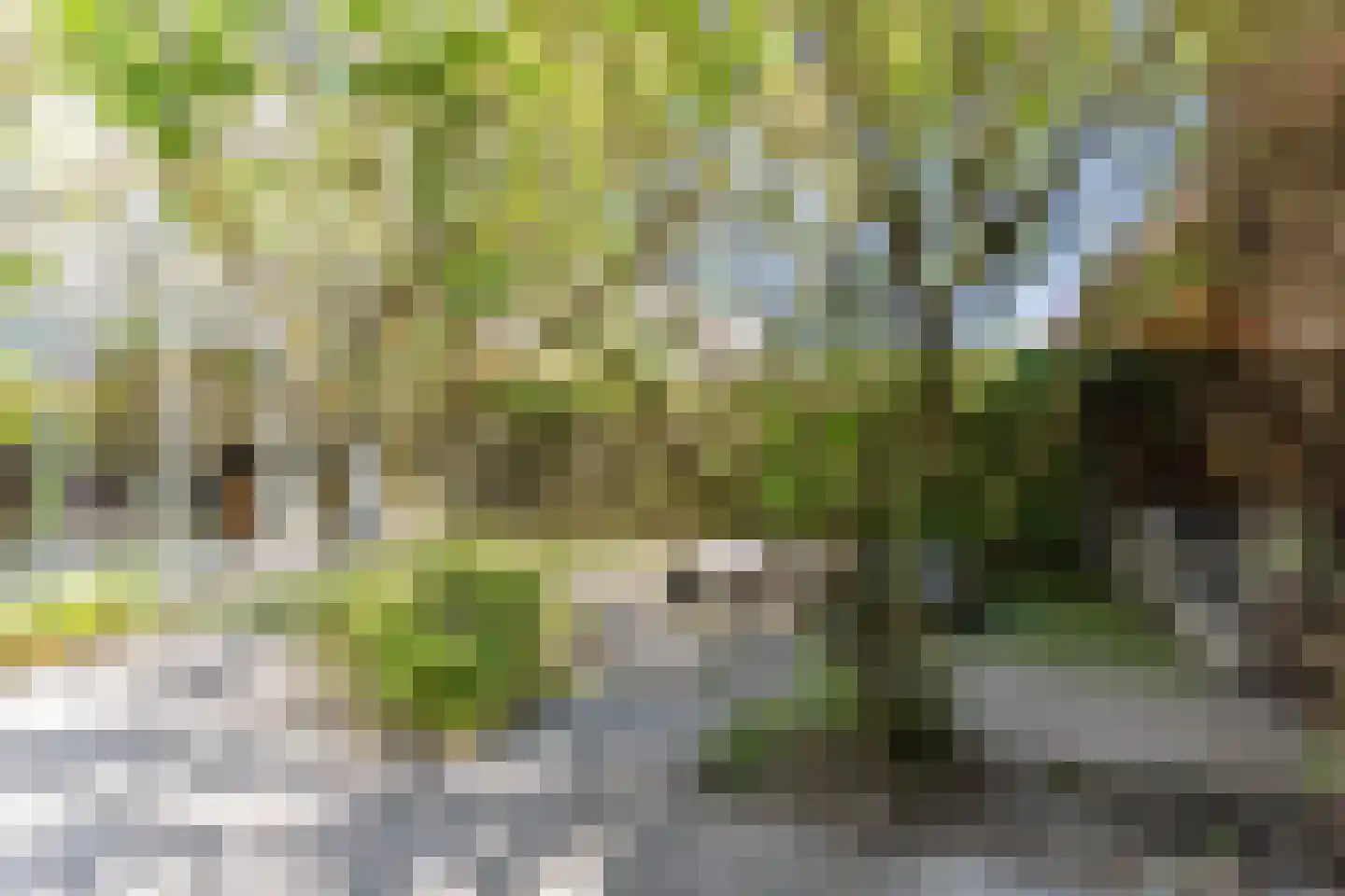 Grasplant 46 Eindhoven thumbnail 44