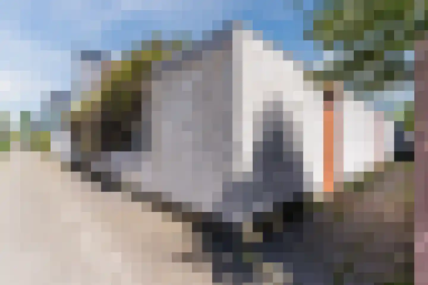 Grasplant 46 Eindhoven thumbnail 45