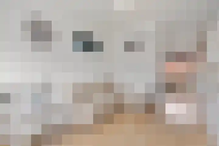 Grasplantsoen 8 Eindhoven thumbnail 12