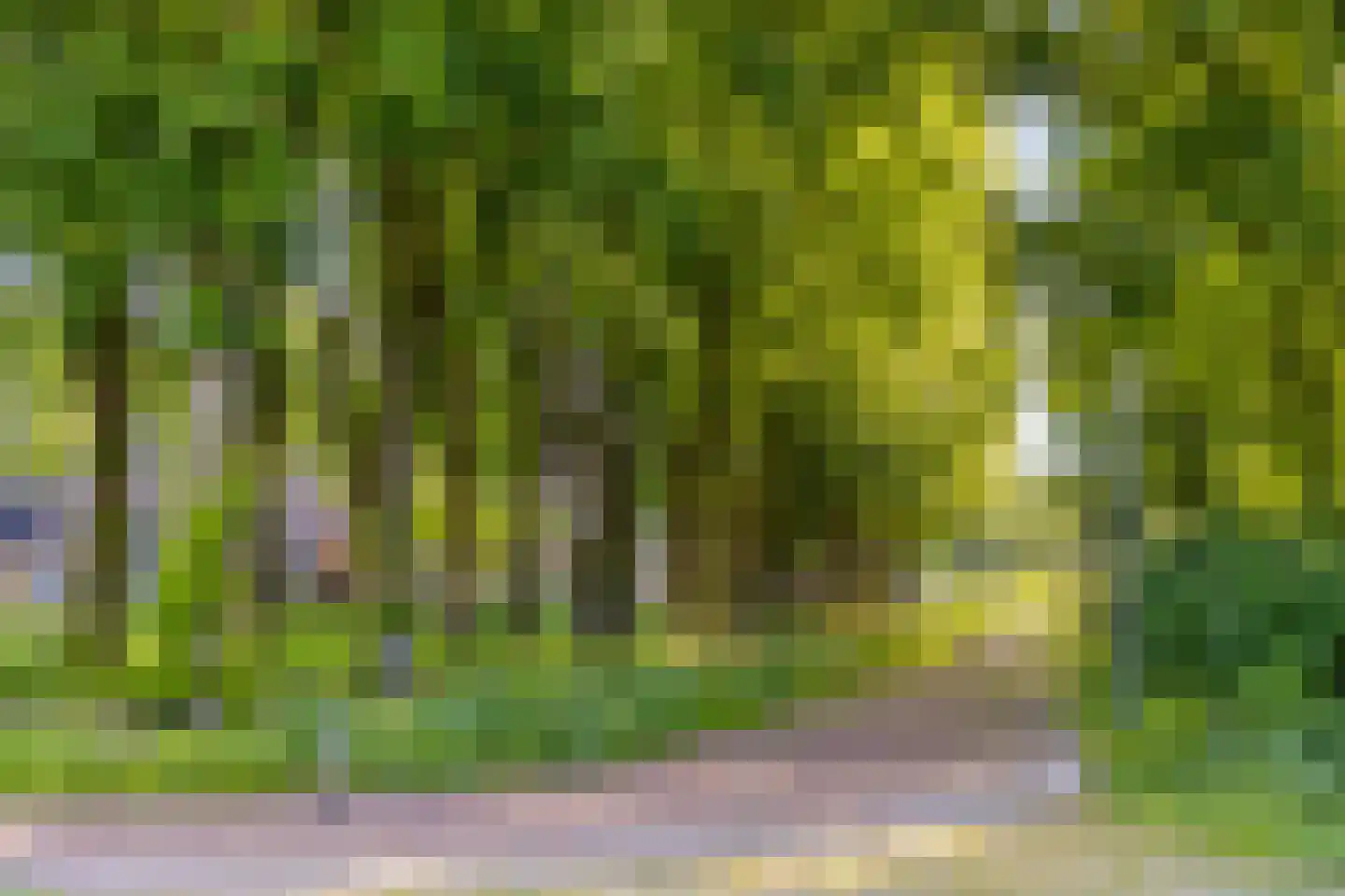 Grassavanne 58 Eindhoven thumbnail 47