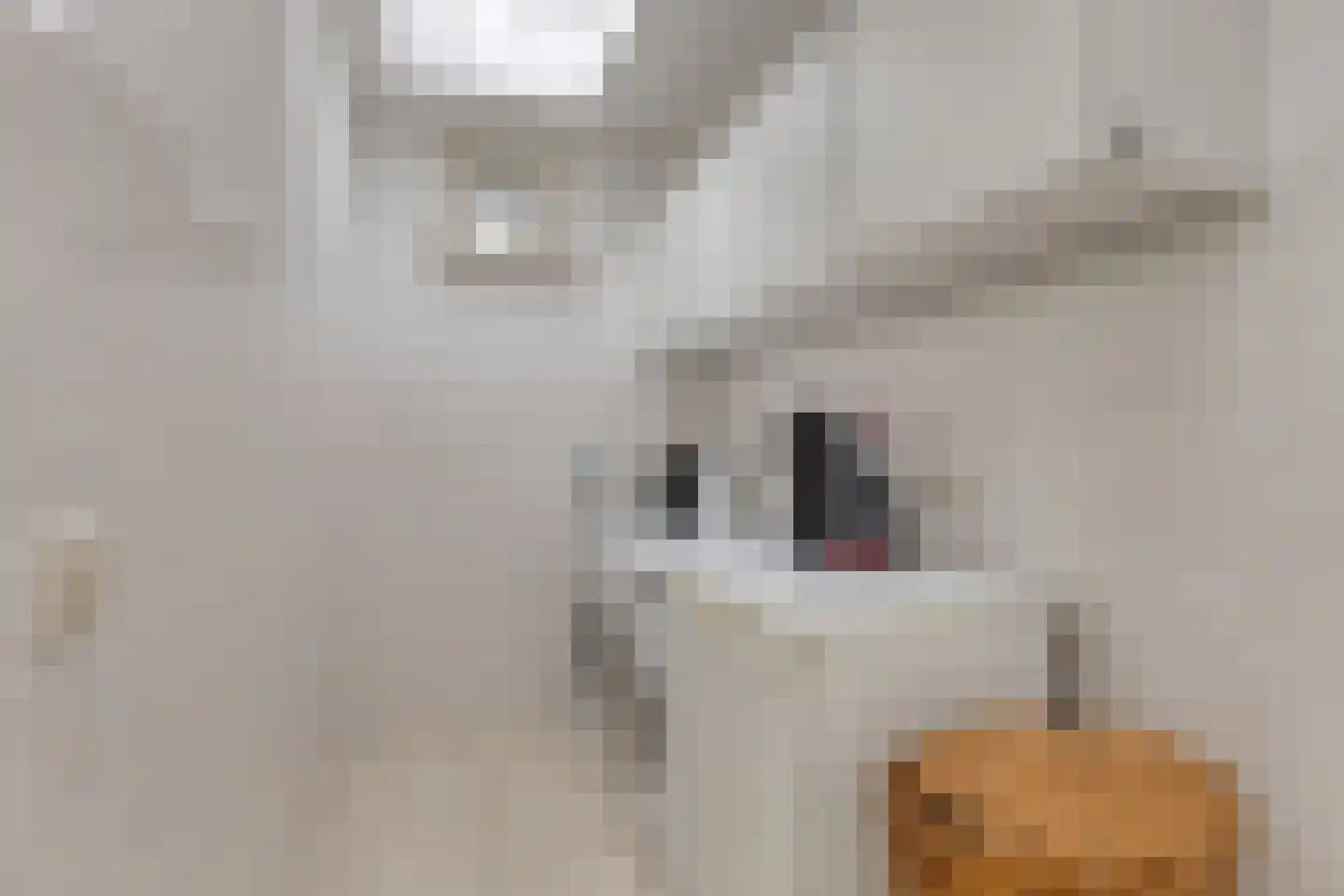 Grassijsje 11 Eindhoven thumbnail 21
