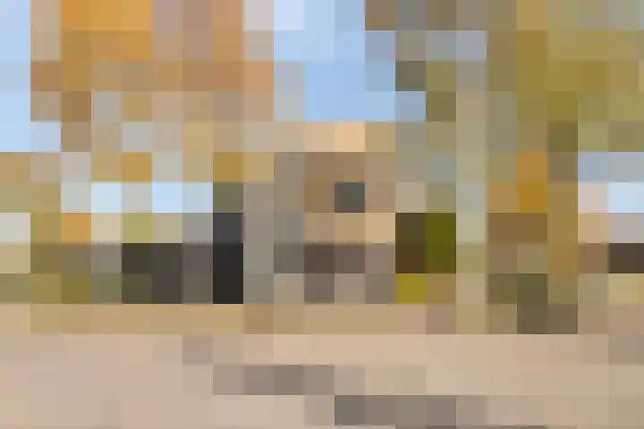 Grassteppe 2 Eindhoven thumbnail 7