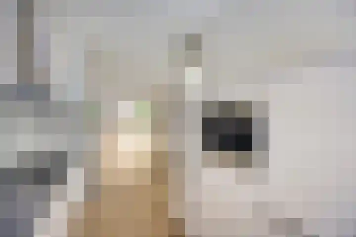 Grasstrook 46 Eindhoven thumbnail 13