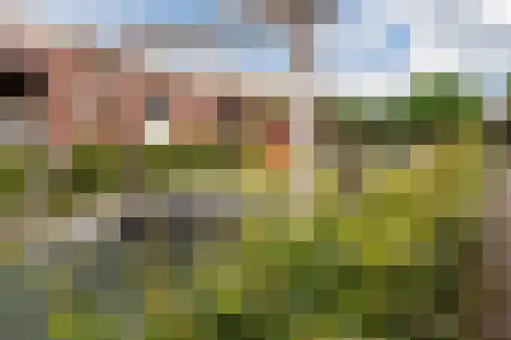 Grasvogel 15 Eindhoven thumbnail 43