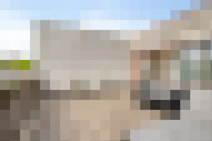 Grasvogel 33 Eindhoven thumbnail 37