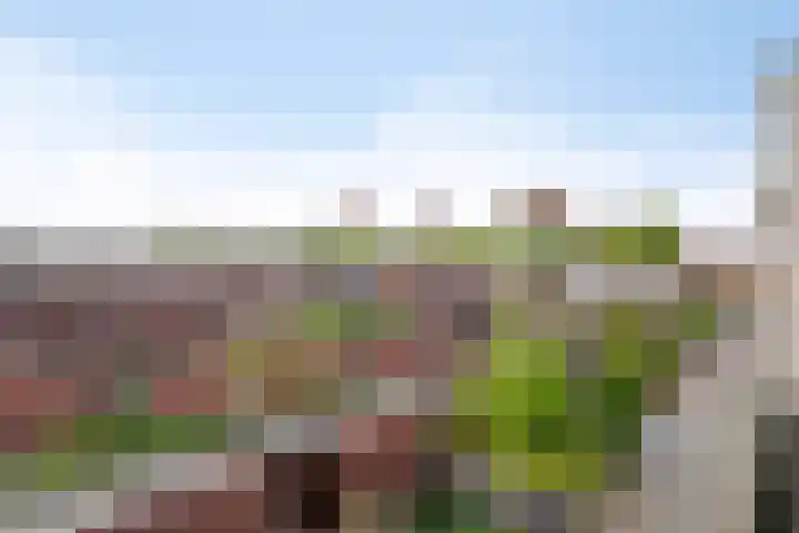 Grasvogel 33 Eindhoven thumbnail 38