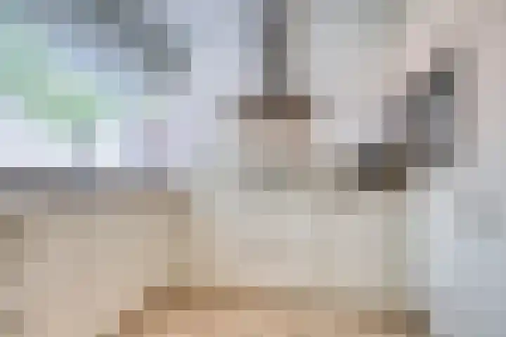 Grasvogel 33 Eindhoven thumbnail 4