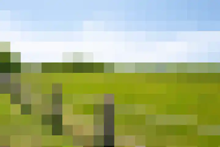 Grasvogel 33 Eindhoven thumbnail 51