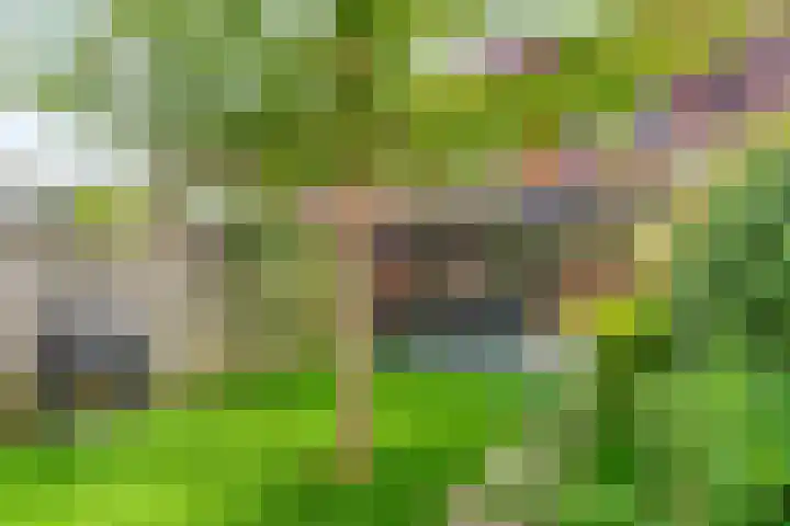 Grasvogel 37 Eindhoven thumbnail 26
