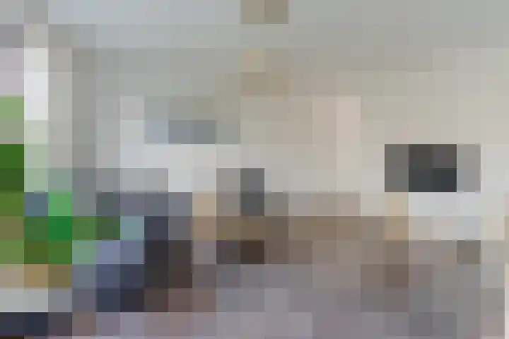 Grasvogel 37 Eindhoven thumbnail 7