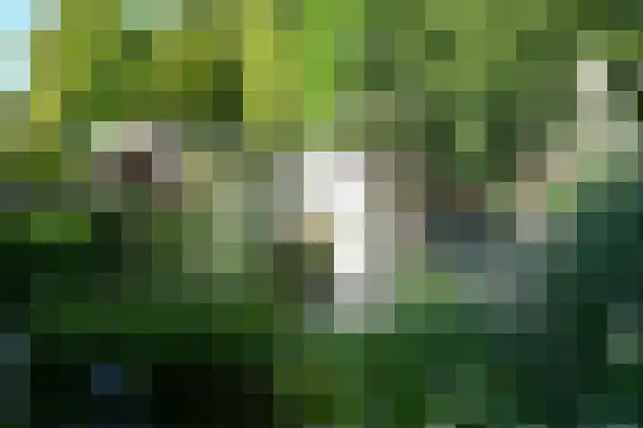 Grasweide 30 Kerkrade thumbnail 33