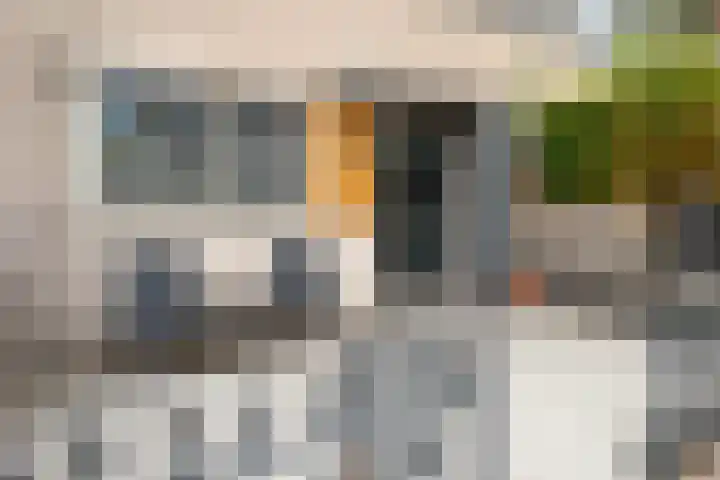 Grauwe Gans 20 Bergen op Zoom thumbnail 36