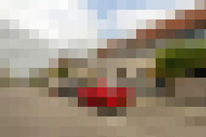 Grauwe Gans 20 Bergen op Zoom thumbnail 40