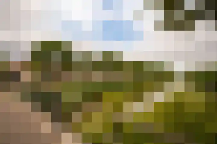 Grauwe Gans 20 Bergen op Zoom thumbnail 42