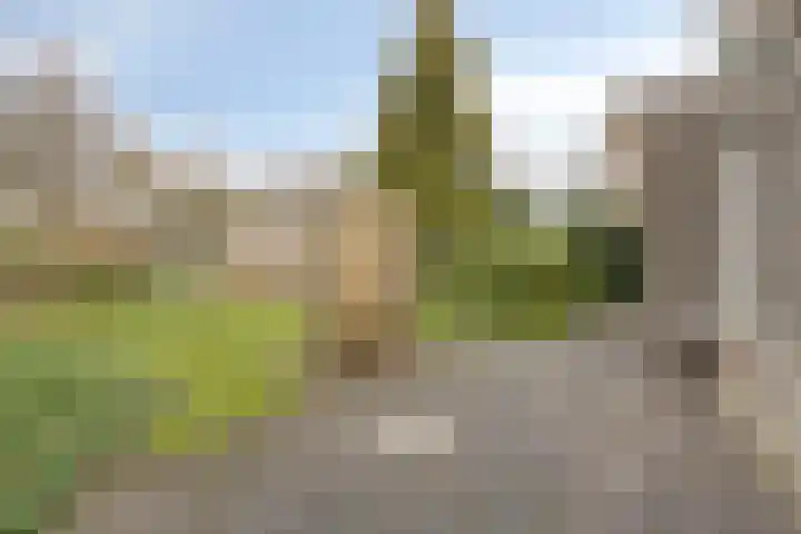 Grauwe Gans 24 Emmen thumbnail 29