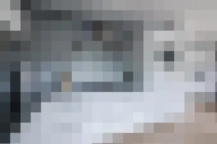 Grauwe Gans 30 Emmen thumbnail 17
