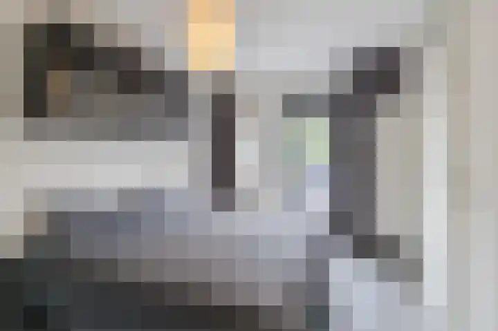 Grauwe Gans 30 Emmen thumbnail 20