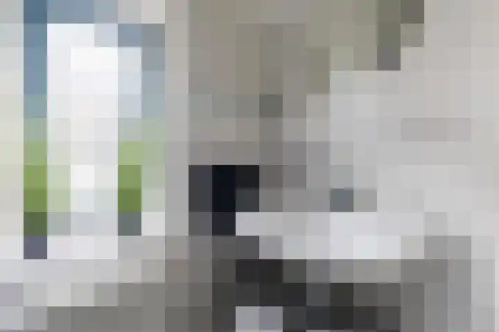 Grauwe Gans 30 Emmen thumbnail 33