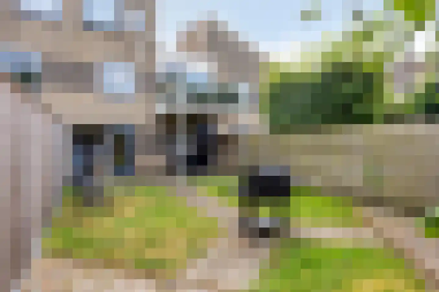 Grauwe Gans 39 Emmen thumbnail 10