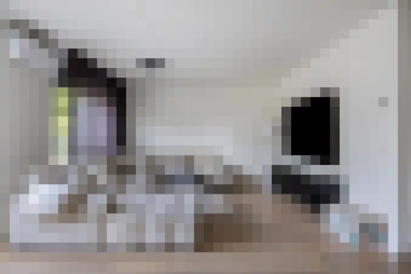 Grauwe Gans 39 Emmen thumbnail 13